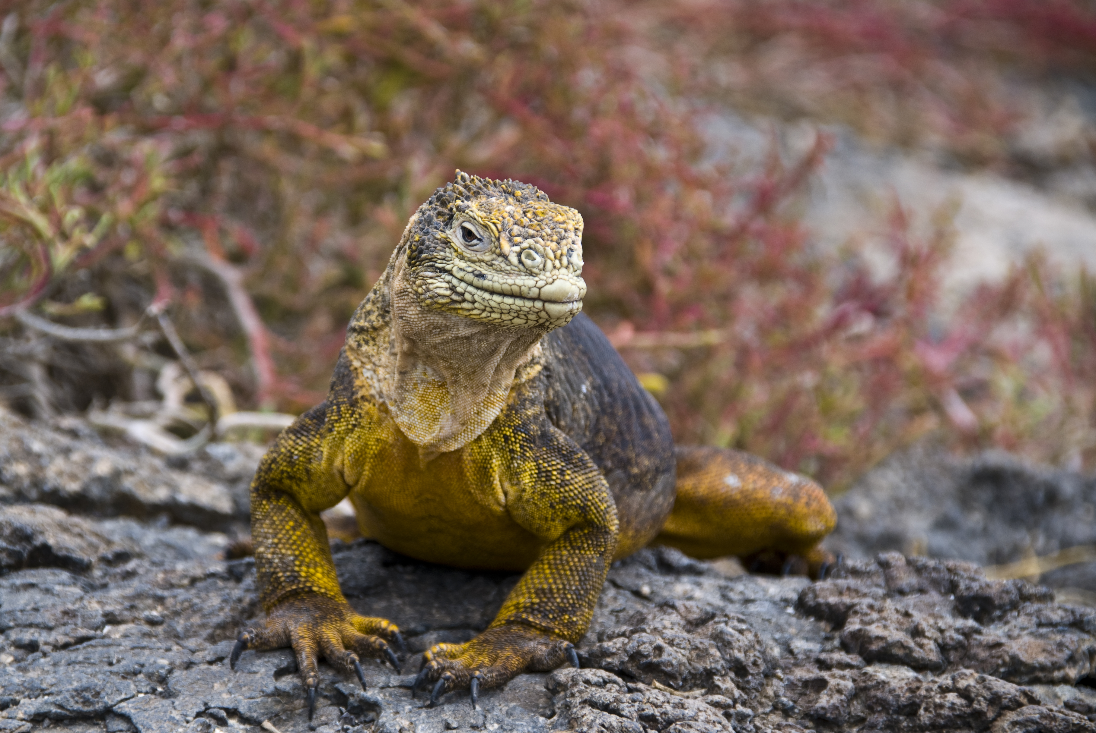 Landleguan